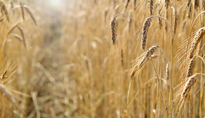 Obraz premium Ripe ears of wheat in a field with a soft blurred background and copy space