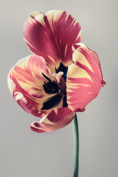 Striped pink tulip showing delicate petals and spring elegance on gray background