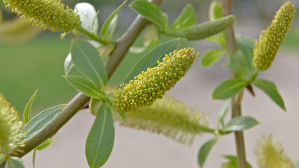 Obraz premium Catkins and fresh leaves on willow branch in spring