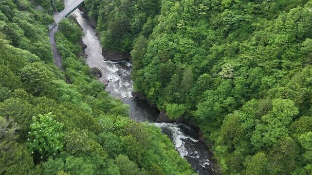 Green canopy wraps around rushing river. Water crashes over rocks in wild, frothy cascade. Bridge arches gracefully above the flowing stream. Nature's power is calm, yet fierce and beautiful