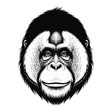 Detailed black and white vector illustration of an orangutan head portrait. Stylized line art showing facial features, eyes, and fur texture of a great ape on a white background.