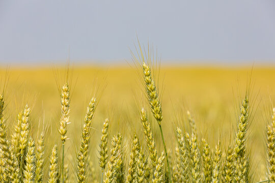 Green wheat field in grain filling growth stage. Cereal grain farming, wheat farm and trade concept.