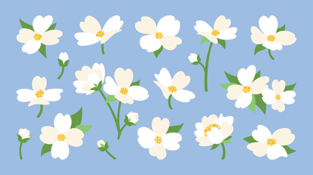 Cartoon set of white jasmine flower illustrations in different positions. Parts of the plant, bud, inflorescence, stem, leaf. Vector elements for decoration, design of invitations, greeting cards, ect