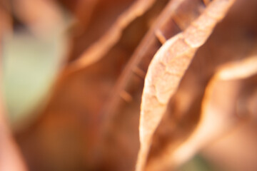 amazing natural beige leaf texture © Patricia Fragoso