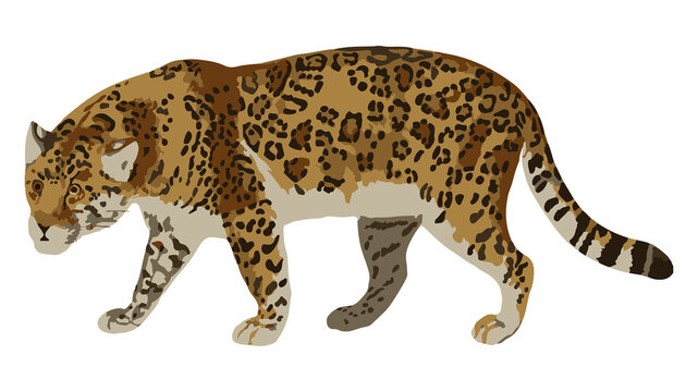Vectorized jaguar sticker overlay with a white border design element