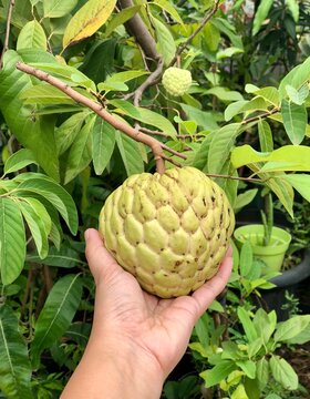 Hand holding a bunch of Big Sugar Apple or Cherimoya, is a tropical fruit from the Annonaceae family. This fruit is famous for its sweet, creamy flesh and unusual texture