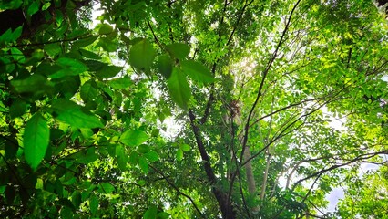 Fototapeta premium Low angle view of vibrant green leaves with warm sunbeams, concept of nature therapy and mindfulness.