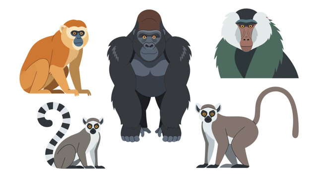 monkey, gorilla, primate, animal, illustration