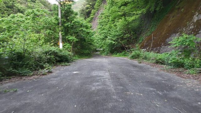 Winding road cuts through lush green forest. Overgrown grass borders concrete surface. Tree branches sway gently in breeze. Rugged cliff face looms on one side. Nature encroaches on man-made path