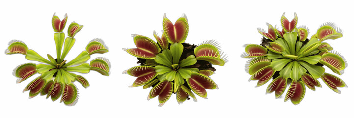 Set or collection of predatory venus flytrap plant isolated on white transparent background, cutout, png © Photo