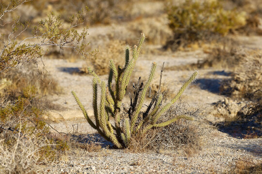 A gander cholla cactus at the Anza-Borrego desert state park in California, USA.
