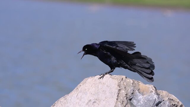 Grackle on a rock at Utah Lake fluffing its wings in slow motion.