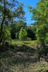 Fototapeta premium Young Green Tree Standing in a Sunlit Wetland Clearing