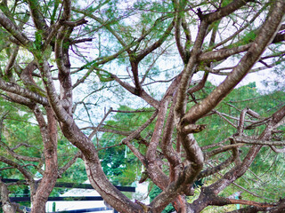 Fototapeta premium The spreading woody branches and fine foliage of an old evergreen pine tree viewed from below in an outdoor park