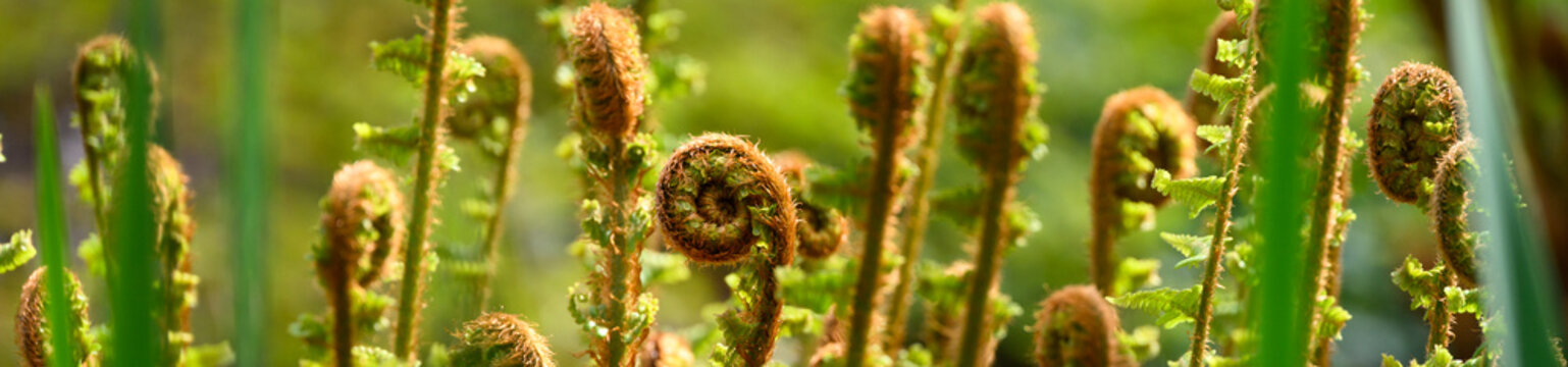 Hybrid Robust Male Fern fiddleheads backlit by sun in spring garden, as a nature background, golden and spring green new growth
