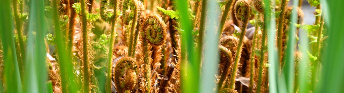 Hybrid Robust Male Fern fiddleheads backlit by sun in spring garden, as a nature background, golden and spring green new growth
