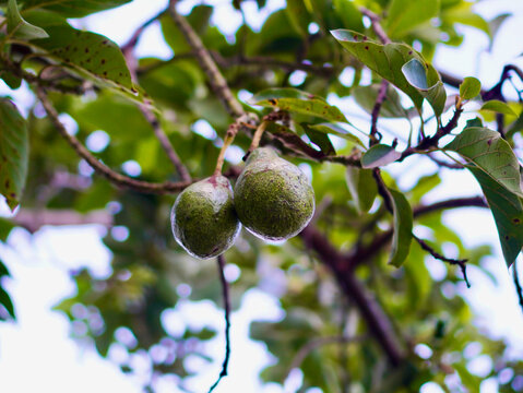 A young green avocado growing on a tree stem surrounded by lush green leaves with a beautiful soft bokeh background