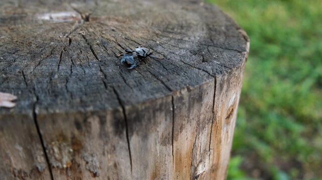 A stag beetle in the wild. Selective focus.