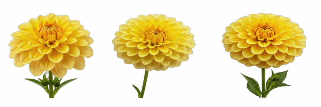 Isolated set of beautiful vibrant blooming yellow dahlia flower heads on stalks on white background, organic botanical floral decoration collection for wedding spring season concept