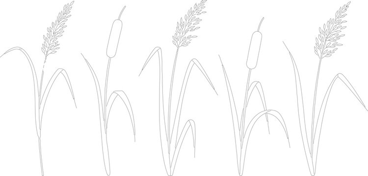 Minimalist black and white line art illustration of marsh plants including cattails and reeds with thin leaves and feathered seed heads isolated on a plain white background.