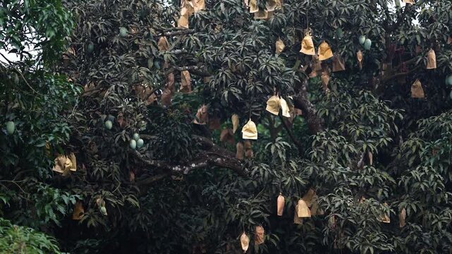 View of mango trees with green fruits protected by brown paper bags in an orchard during the harvest season in Chapai Nawabganj, Rajshahi Division, Bangladesh.