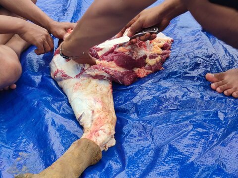 The implementation of the sacrifice on Eid al Adha