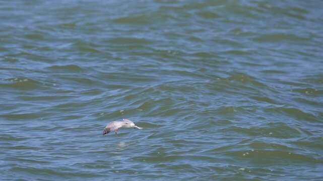 Common Tern flying over Utah Lake and grabbing bugs off the surface of the water in slow motion.