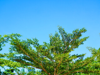 Fototapeta premium ⁠Low-angle view of delicate green tree branches under a vast and clear atmosphere