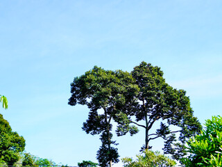 Fototapeta premium Minimalist outdoor composition of a dense green tree standing against a blue void