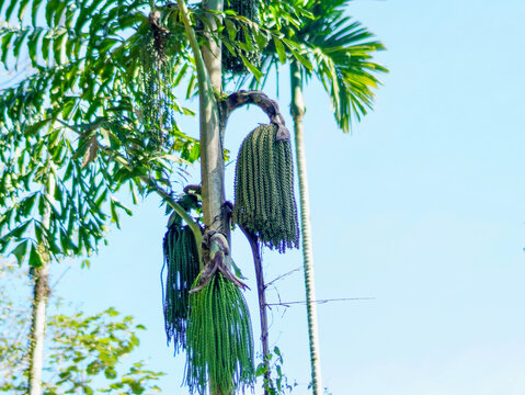 A close-up view of green, hanging fishtail palm fruit clusters on a textured tree trunk in a tropical forest