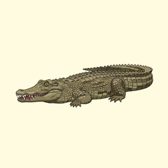 Fototapeta premium Detailed illustration of a large saltwater crocodile with textured green scales and sharp teeth, isolated on a plain light background, full body profile of a predatory reptile.