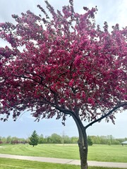 Fototapeta premium Blooms of a vibrant pink crabapple tree in a lush green public park under an overcast spring sky 