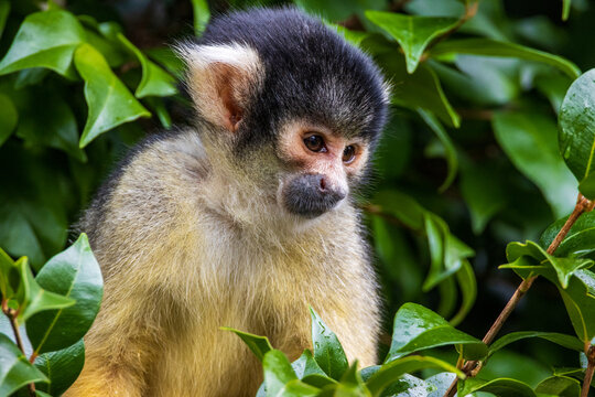 Squirrel Monkey sitting in a tree