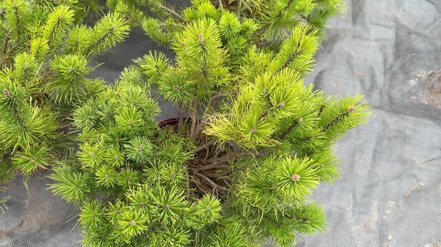 Potted green fir saplings outdoors nursery, bright morning light, rows of small fluffy conifer plants in pots on woven