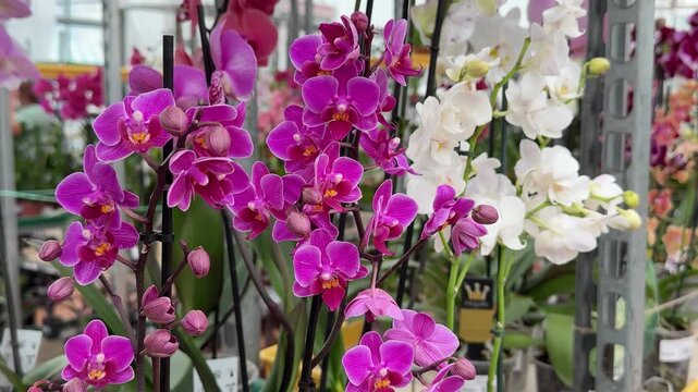 Vibrant magenta Phalaenopsis Orchid close-up, greenhouse morning light highlighting dewy petals and slender stems, multiple buds