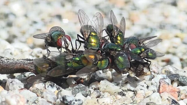  
Extreme macro shot of a swarm of metallic green bottle flies feeding on a dead earthworm. #005

