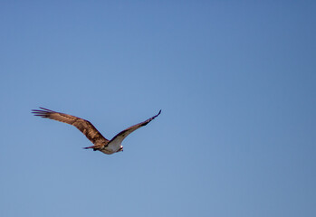 osprey in flight © Jason