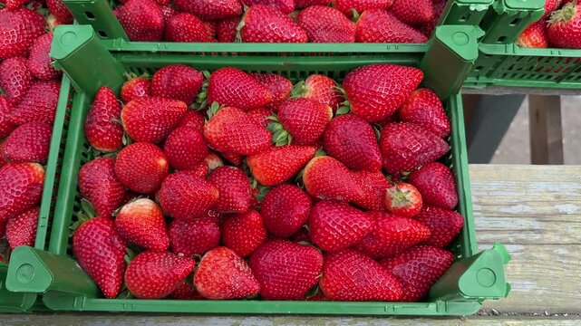Ripe red strawberries green box closeup, packed in plastic crate at bustling fruit market, glossy skin and visible seeds, vibrant