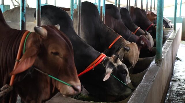 View of a row of cows feeding from a trough inside a modern dairy farm facility with metal stalls in Bogura, Rajshahi Division, Bangladesh.