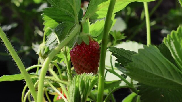 Harvesting Ripe Strawberries in a Lush Garden on a Sunny Afternoon, Surrounded by Green Foliage and Nature's Beauty