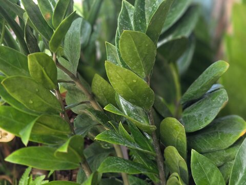 Close-up of fresh green zamioculcas zamiifolia leaves growing on stems, featuring a vibrant ZZ plant texture with a soft blurred background
