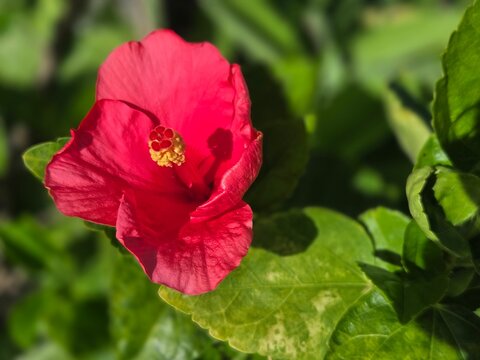 Close-up of a beautiful red hibiscus flower blooming in the garden, showing prominent yellow stamens with vibrant green leaves background.