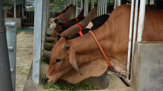 View of brown and black cows eating fresh green fodder from concrete troughs inside a modern livestock farm in Bogura, Rajshahi Division, Bangladesh.