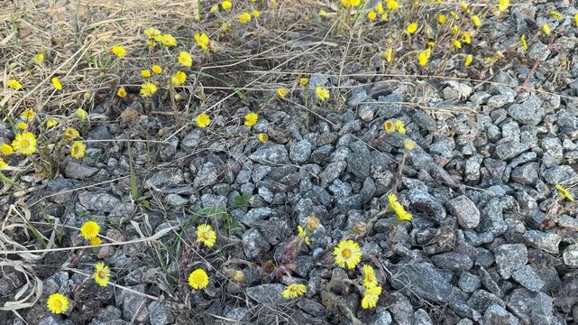 Yellow mother and stepmother flowers on rubble, sunny construction site closeup showing tiny blooms pushing through gravel and dry