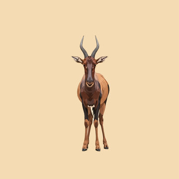 Frontal vector illustration of a topi antelope standing on a neutral background, featuring distinctive lyre-shaped horns, dark facial markings, and reddish-brown coat coloration.