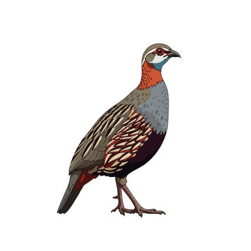 Detailed vector illustration of a red-necked spurfowl francolin bird isolated on white, showing distinct red neck markings, grey breast, and patterned brown, reddish wing plumage.
