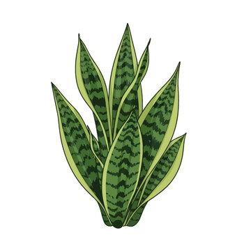 Vector illustration of a Sansevieria trifasciata snake plant featuring upright sword-shaped leaves with dark green variegated stripes and yellow margins isolated on a white background.