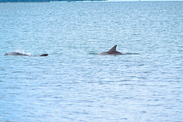 Fototapeta premium Two Dolphins Surfacing Together in Calm Light‑Blue Water