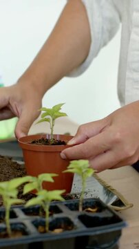 Vertical video: Placing seedling in pot man in rolled sleeves pressing soil securing roots at table