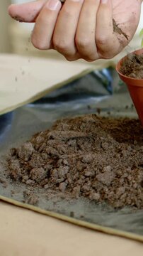Vertical video: Seeing seedling to pot, person in tee sifting soil into pot, leveling pot at home